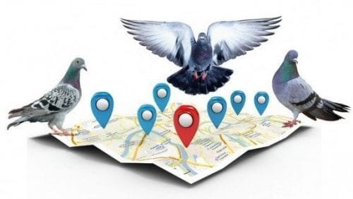 راه‌اندازی Google Pigeon